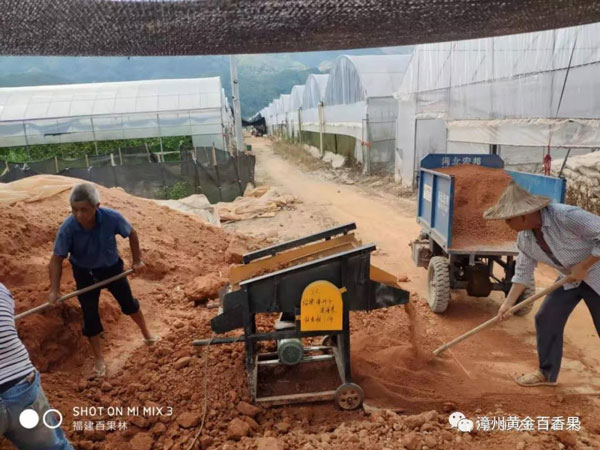 福建百果林芭樂香黃金百香苗圃圖片