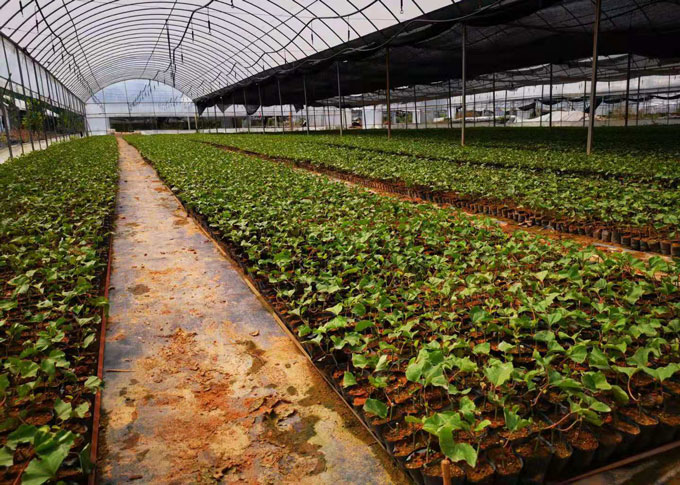 黃金百香果苗種植示范區圖片