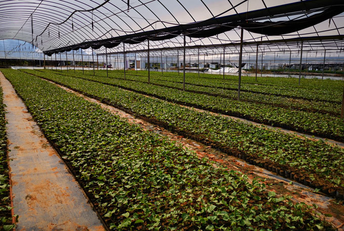 黃金百香果苗種植示范區實拍圖