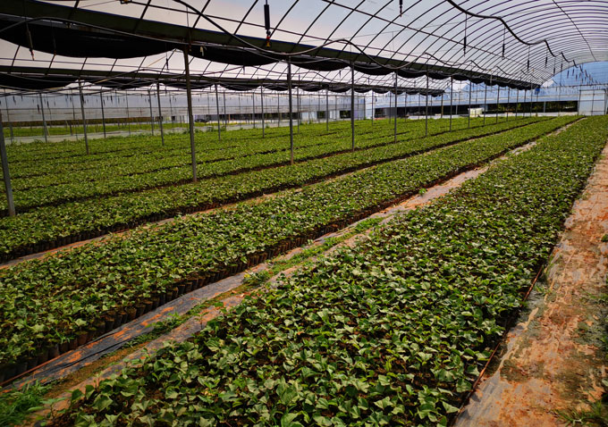 黃金百香果苗種植示范區