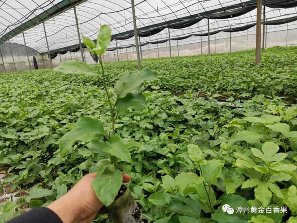 建百果林芭樂香黃金百香果苗圃實拍