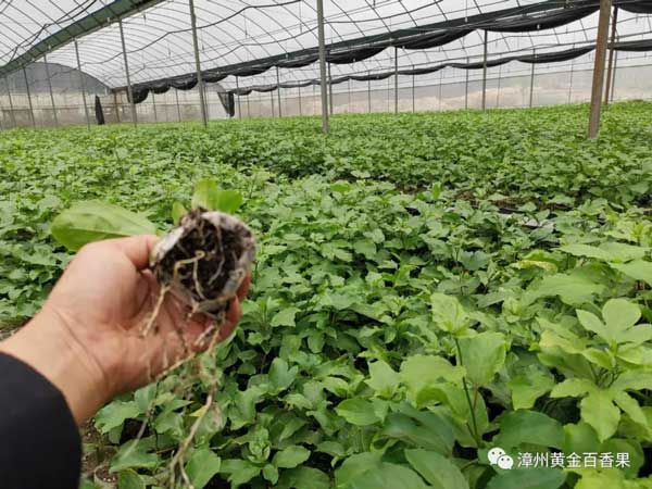 建百果林芭樂香黃金百香果苗圃實拍