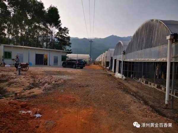 福建百果林黃金百香果簡介