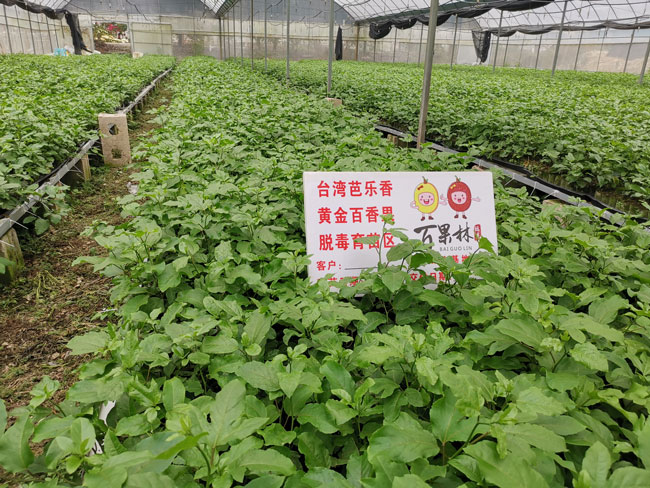 福建百果林芭樂香黃金百香苗圃圖片